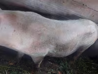 Babi hutan, Дюрок — foto 3