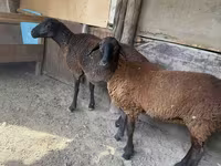 Ovca, Karakul sheep — fotografija 1
