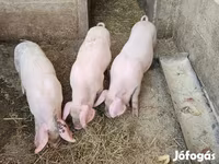 خوک (گروه، جنسیت مشخص نشده), خوک — عکس 3