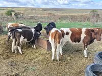 Býk, Russian Black pied cattle — foto 2