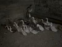 Geese — फ़ोटो 1