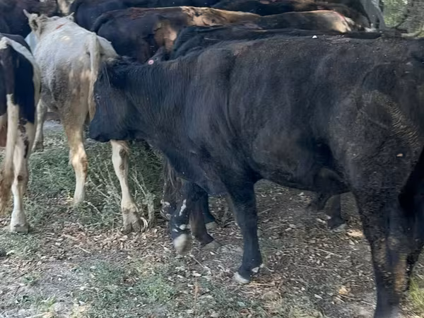 Býk, Aberdinsko-anguská