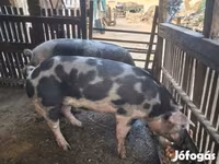 Cinghiale, Пьетрен — foto 3