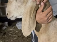 Baran, Dorper sheep — zdjęcie 2