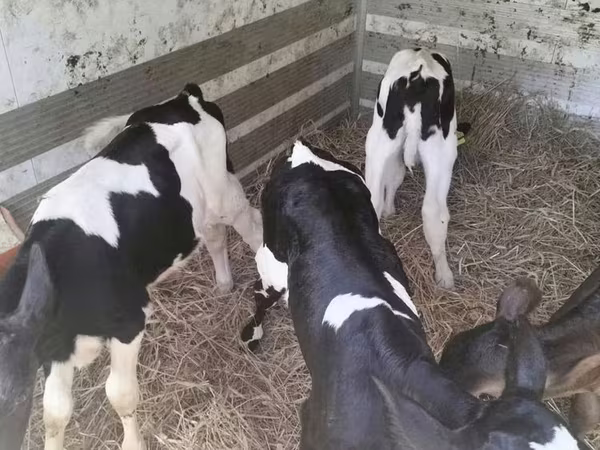 گاو ماده, Russian Black pied cattle