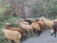 كبش, الأغنام — الصورة 2