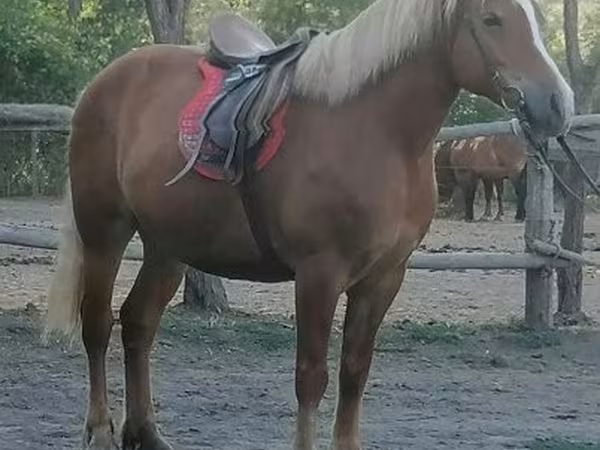 Stute, Haflinger