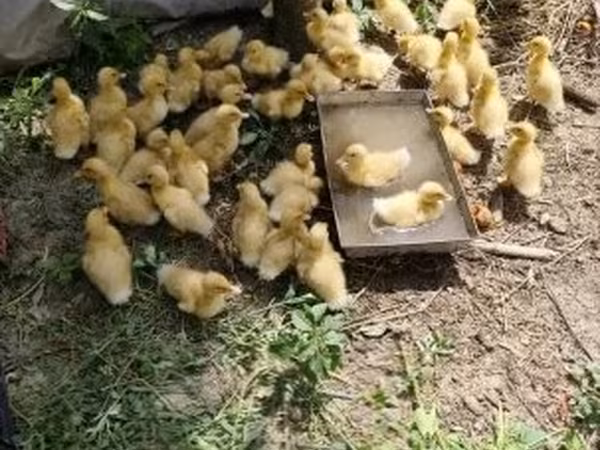 Ducks
