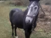 Kuda jantan, Horses — foto 1