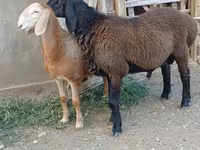 Bélier, Arashan sheep — photo 5