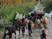 Ged, Damask goat — foto 8