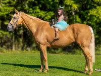 اسب نر, Palomino — عکس 3