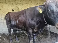 Býk, Red Estonian cattle — foto 2