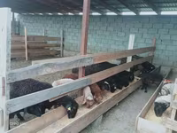 Kambing betina, Sheep — foto 3