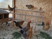 Chickens — Foto 2