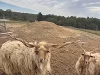 雄羊, Racka sheep — 写真 1