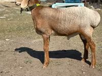 Vædder, Arashan sheep — foto 3