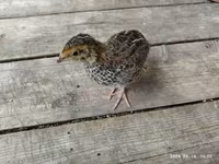 Quails — foto 8