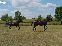Kůň, American paint horse — foto 3