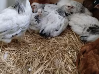 Chickens — fotografija 3