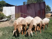 雄羊, Arashan sheep — 写真 3