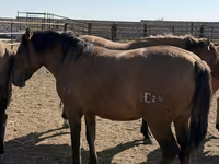 اسب نر, Mugalzhar horse — عکس 6