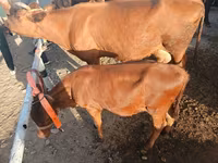 گاو ماده, گاو — عکس 4