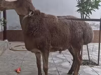 Ovan, Arashan sheep — fotografija 3
