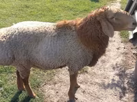 Beran, Arashan sheep — foto 3