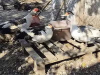 Ducks — 사진 1