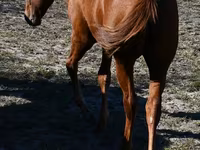 مادیان, Quarter Horse — عکس 5
