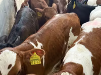 Lembu ternakan (lot, jantina tidak dinyatakan), Cattle — foto 6