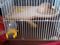 Hamster qəfəsi və aksesuar dəsti - Kiçik gəmiricilər üçün iki — fotografija 3