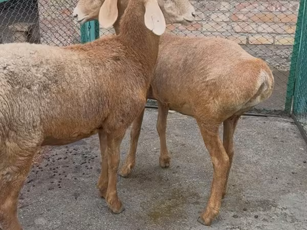 Pecora, Arashan sheep