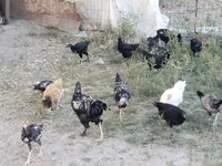 Chickens — foto 1