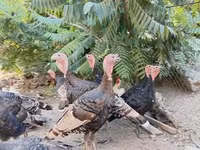 Turkeys — foto 1
