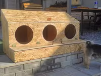 Chickens — լուսանկար 3