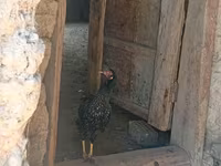 Chickens — fotografija 2