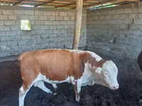 Bò đực, Simmental cattle — ảnh 2