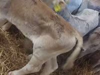 Lembu jantan, Simmental cattle — foto 3