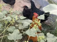 जर्सी जायंट — फ़ोटो 3