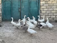Geese — fotografija 3