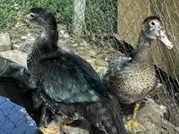 Ducks — акс 2