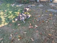 Turkeys — 3-сурет