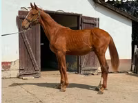 Hengst, Kisber felver — Foto 2