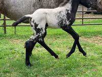 Merrie, Appaloosa — foto 4