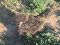 Silkie — foto 7
