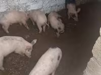 Kanec, Prasata — foto 4