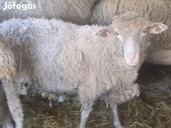 Qoʻy, Qoʻylar