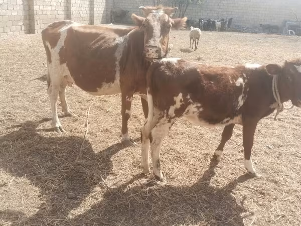 گاو ماده, Simmental cattle
